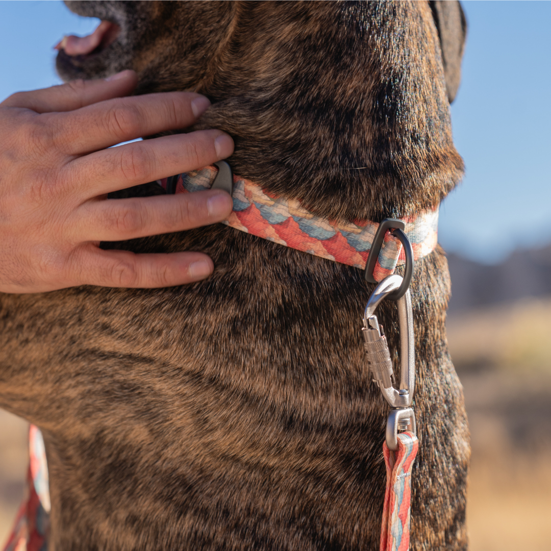 Stunt Puppy x DAS Badlands Everyday Leash