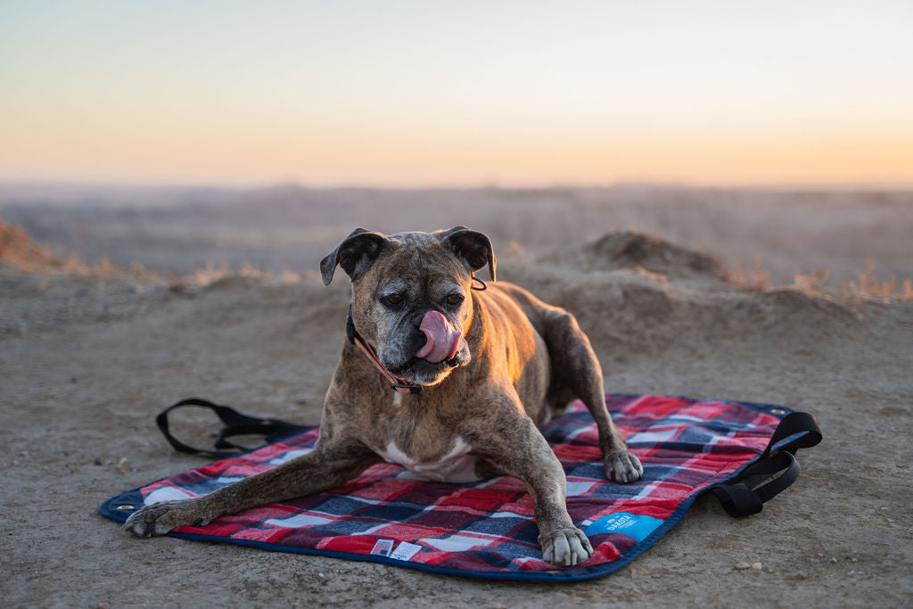 Blanket Roll - Small/Dog size